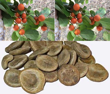 Nux vomica in category of spices and herbs
