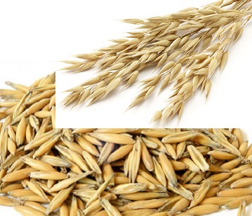 Oats in category of grains and pulses