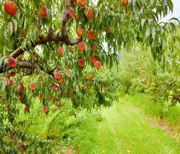 Orchard is a garden fruits