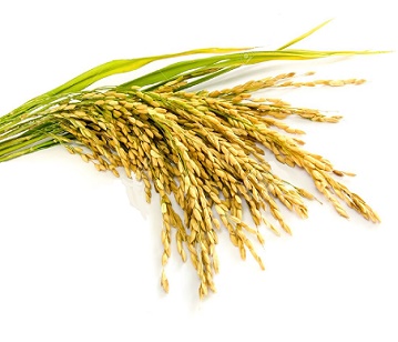Paddy in category of grains and pulses