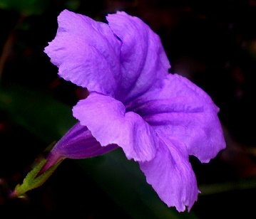 Petunia Flower