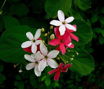 Rangoon Creeper Flower