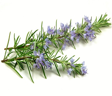 Rosemary in category of spices and herbs