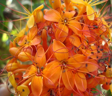 Saraca Indica Flower