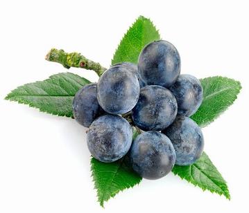 Sloe in category of fruits