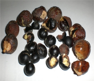 Soapnut in category of spices and herbs