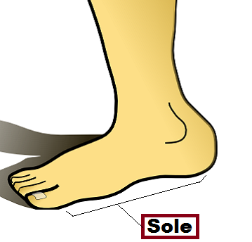 Sole in category of Parts of Body
