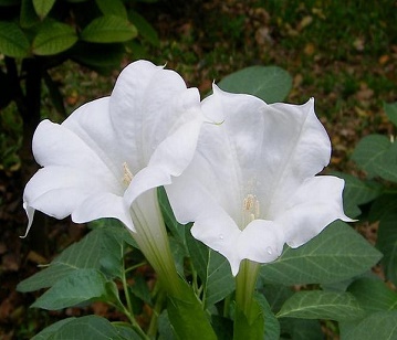 Stramonium Flower