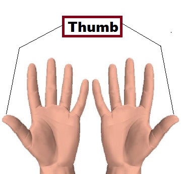 Thumb in category of Parts of Body