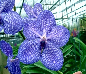 Vanda Orchid Flower