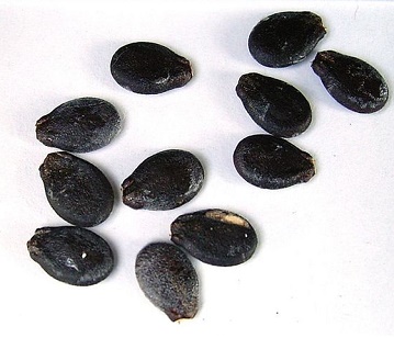 Watermelon Seeds in category of spices and herbs