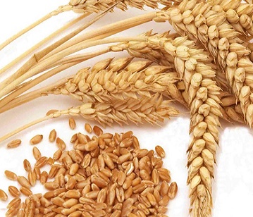 Wheat in category of grains and pulses
