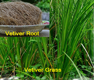 Vetiver in category of spices and herbs
