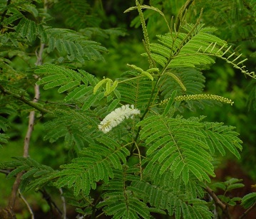 Acacia Catechu Tree