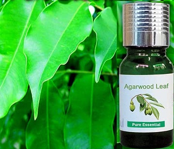 Agarwood Leaf Oil