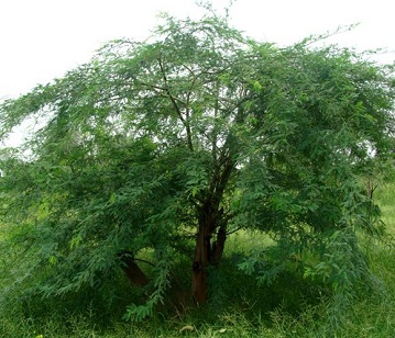 Babool Tree
