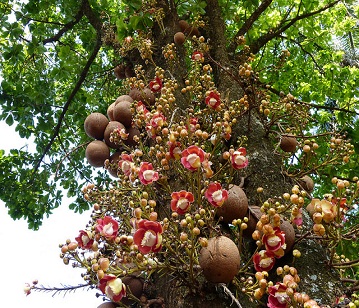 Cannon-ball Tree