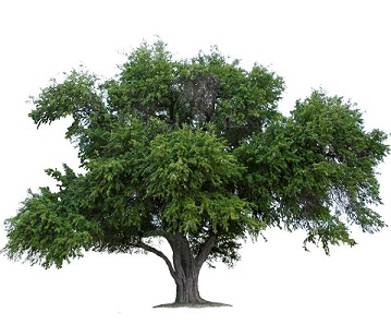 Ebony Tree