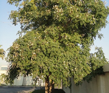 Indian Cork Tree
