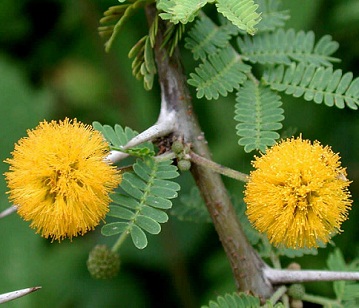 Mimosa Bush