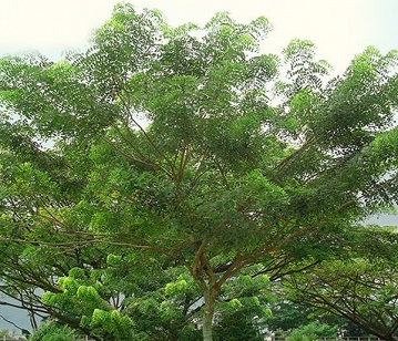 Shisham Tree