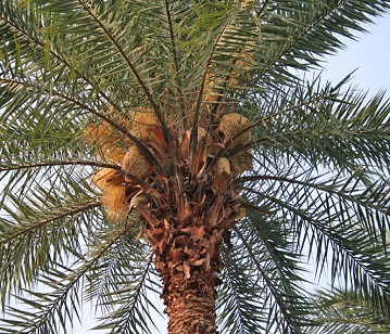 Wild Date Palm Tree