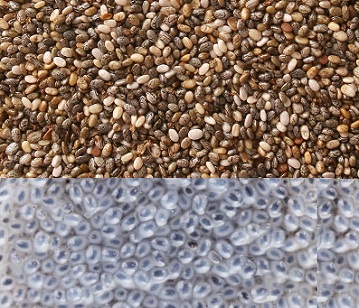 Chia Seeds in category of spices and herbs