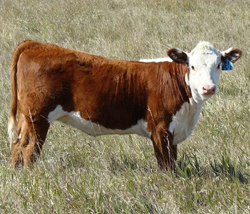 Heifer or She Calf