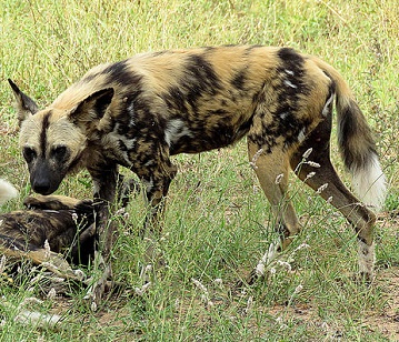 African Wild Dog or Wildehond