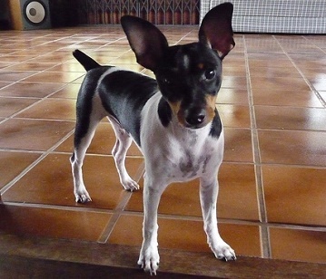 Brazilian Terrier