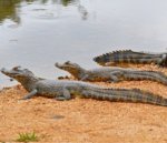 Yacare Caiman : A semiaquatic reptile similar to the Alligator.