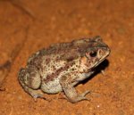 Common Toad : Some varieties of toad can be poisonous.