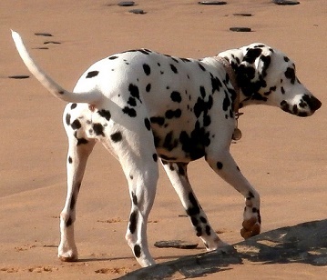 Dalmation Dog
