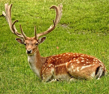 Deer or Buck