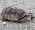 Desert Tortoise