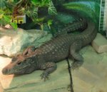 Dwarf Crocodile : Also known as Broad-snouted Crocodile or Bony Crocodile.