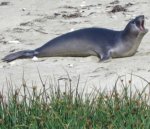 Elephant Seal