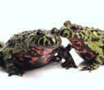 Fire Bellied Toad