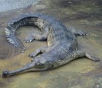 Gharial : A large fish-eating crocodile with a long and narrow snout.