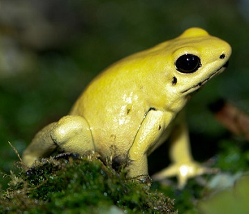 Golden Poison Dart Frog
