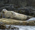 Grey Seal