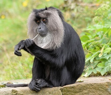 Lion Tailed Macaque