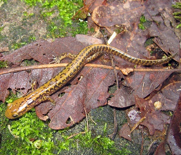 Long-tailed Salamander