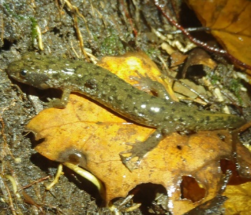Lungless Salamander