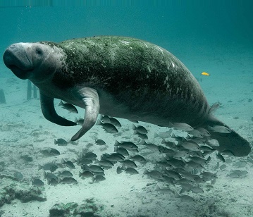 Manatee or Steller\'s Sea Cow