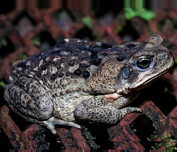 Marine Toad