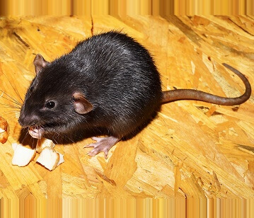 Mouse or Rat