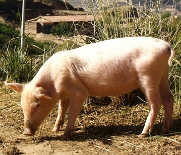 Pig or Hog