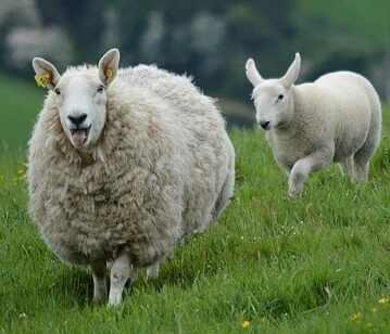 Sheep or Ram