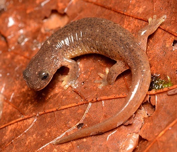 Torrent Salamander